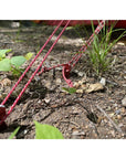 MSR Cyclone Tent Stakes (4 Stakes)